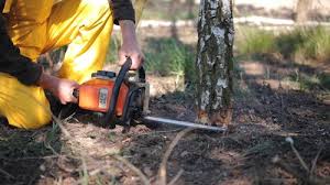 Best Storm Damage Tree Cleanup  in Llano, TX